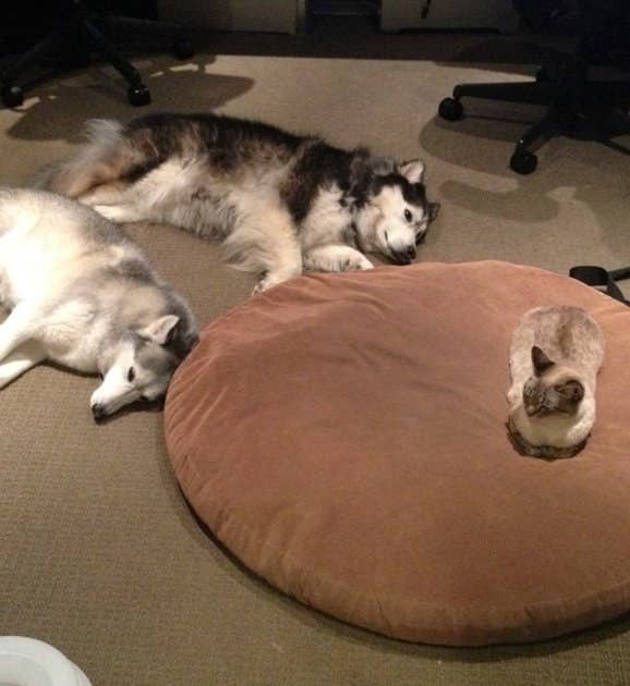 13 Dogs Who Have Suffered A Terrible Injustice
