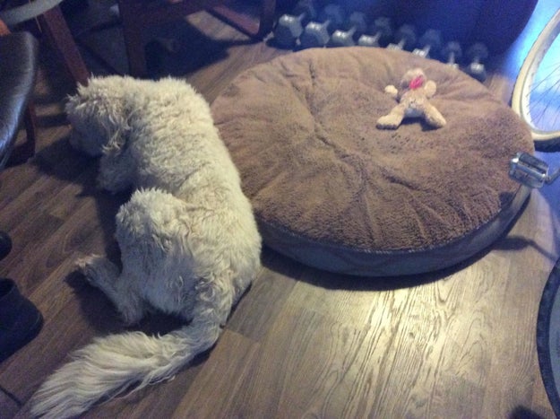 This dog, who was kind enough to let the stuffed animal have the bed: