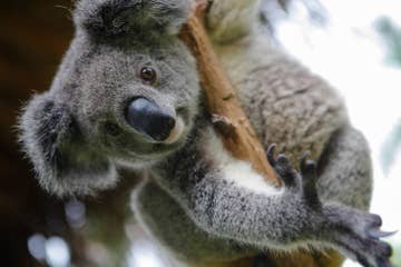 2017年のかわいい動物大賞は 寝ているコアラ に決まりました