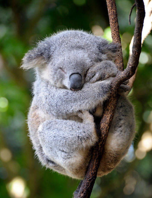 17年のかわいい動物大賞は 寝ているコアラ に決まりました
