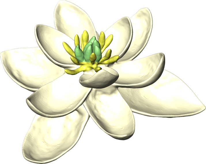Impression of what the most recent common ancestor of all flowers probably looked like.