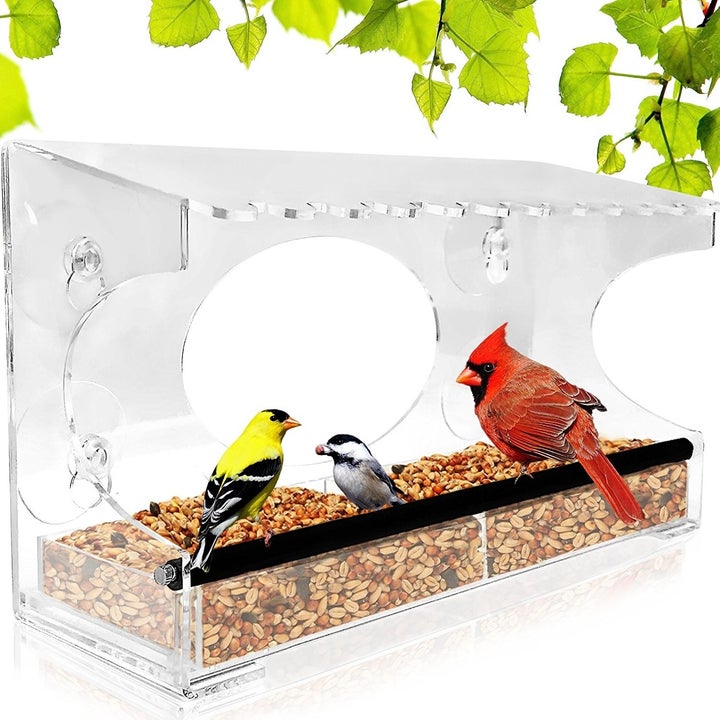 birds in the bird feeder