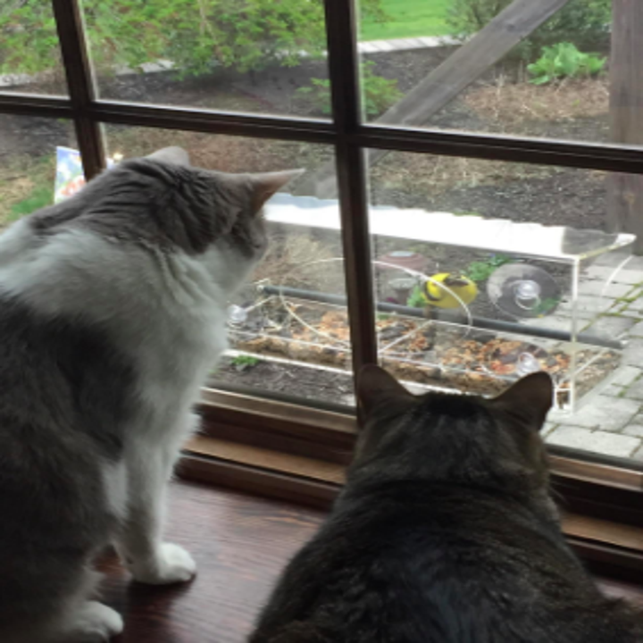 two cats watching birds in the feeder on the other side of the window