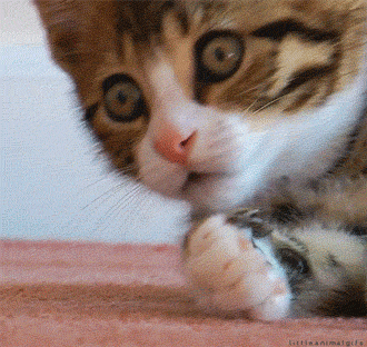 The 100 Greatest Gifs Of All Time The 100 Greatest Gifs Of All Time