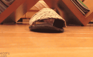 The 100 Greatest GIFs Of All Time