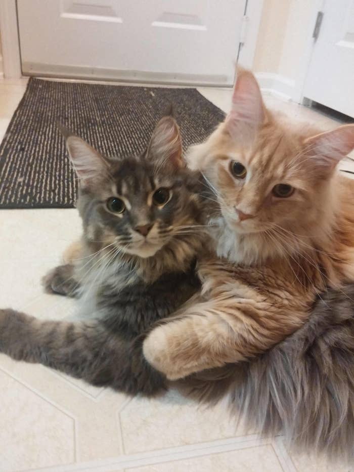17 Pics Of Maine Coon That Might Literally Kill Me If I Look At Them