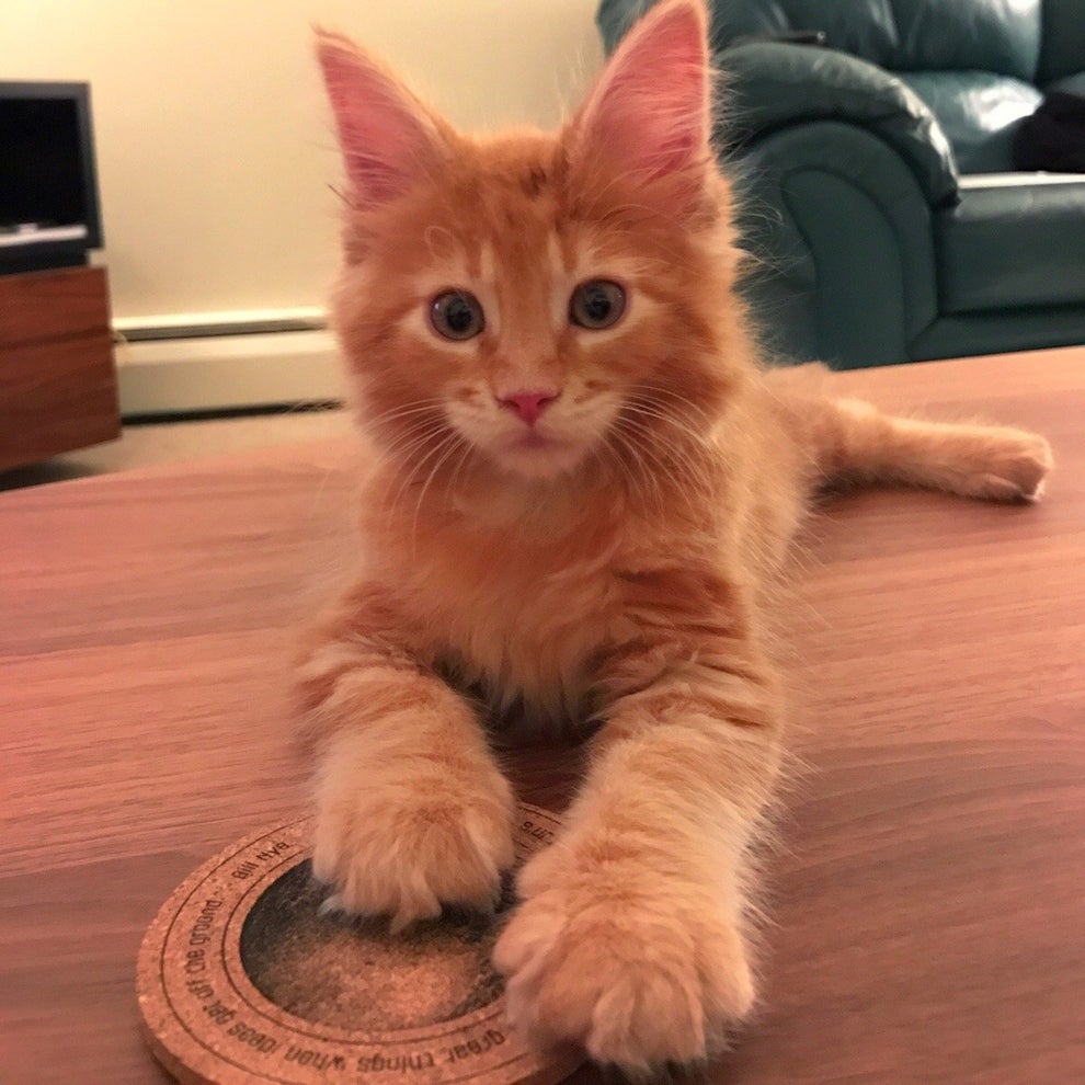 17 Pics Of Maine Coon That Might Literally Kill Me If I Look At Them