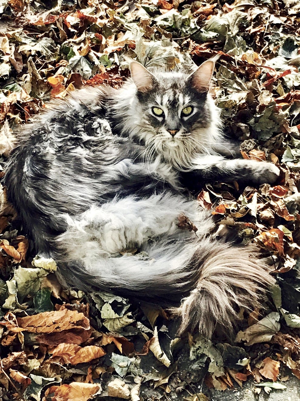 17 Pics Of Maine Coon That Might Literally Kill Me If I Look At Them