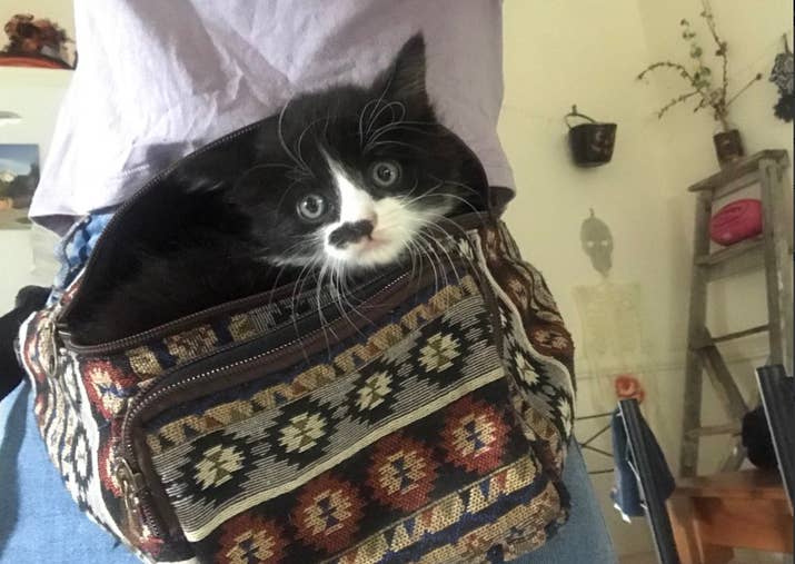 Image result for cat inside handbag