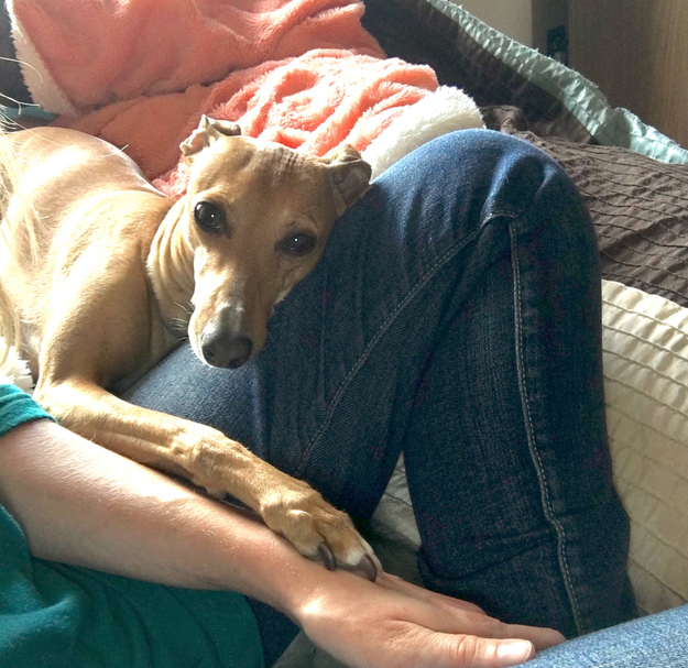 This dog who wants you to know you can always rest your hand in theirs.