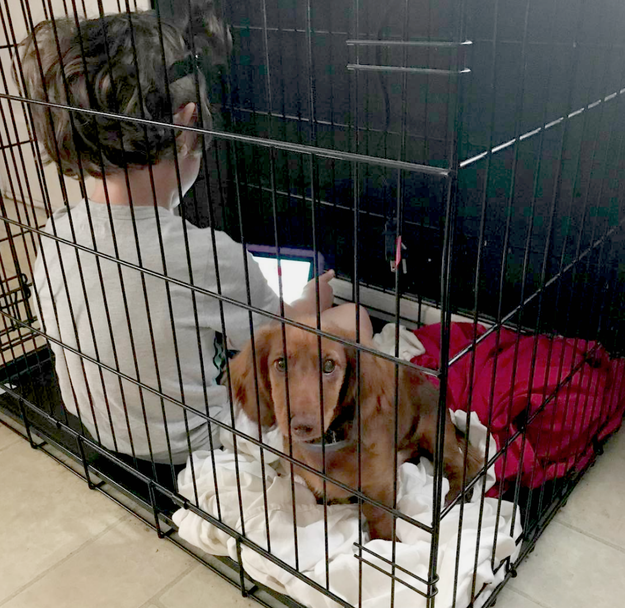 This dog who wants you to know they are getting snubbed for screen time.