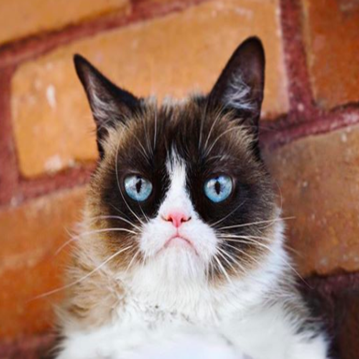 Show Us Your Different Species Doppelgänger