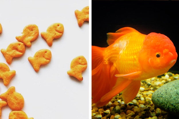 Aquarium