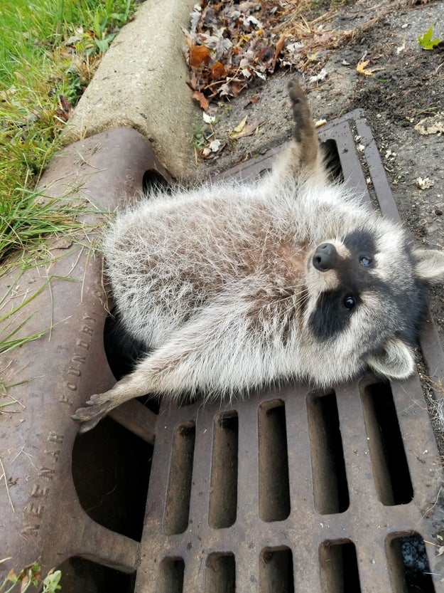 This raccoon, who overdid it on the trash.