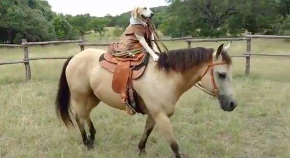 This dog, who, despite not knowing how he got there, feels like John Wayne, and he's not mad.