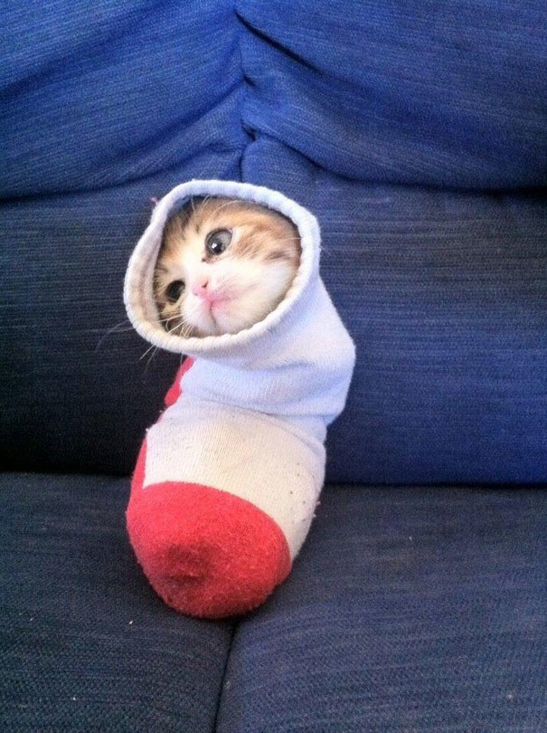 This cat, who is now a sock.