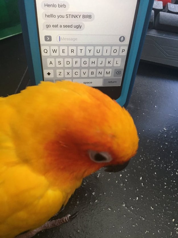 This bird, who's wondering why he's getting hate mail.