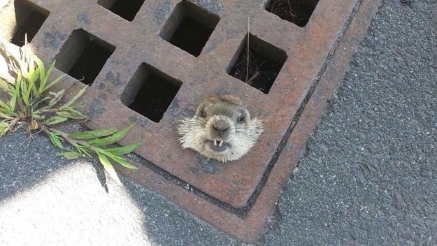 This woodchuck, who went through great lengths to chuck the wood.