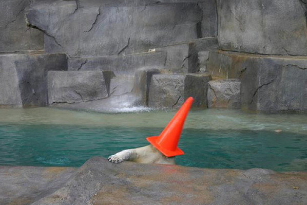 This polar bear, who I think might have underestimated the power of his fancy hat.