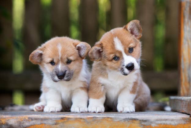 犬好きしか解けない 子犬の犬種当てクイズ