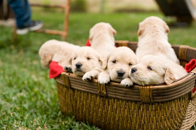 犬好きしか解けない 子犬の犬種当てクイズ 犬好きしか解けない 子犬の犬種当てクイズ