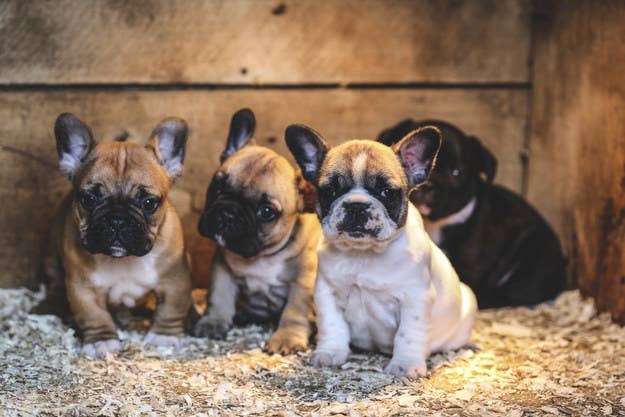 犬好きしか解けない 子犬の犬種当てクイズ 犬好きしか解けない 子犬の犬種当てクイズ