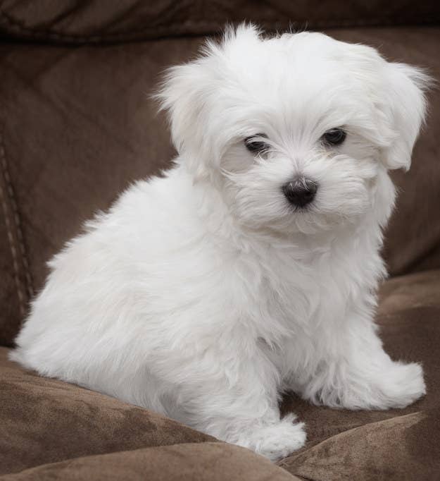 犬好きしか解けない 子犬の犬種当てクイズ 犬好きしか解けない 子犬の犬種当てクイズ