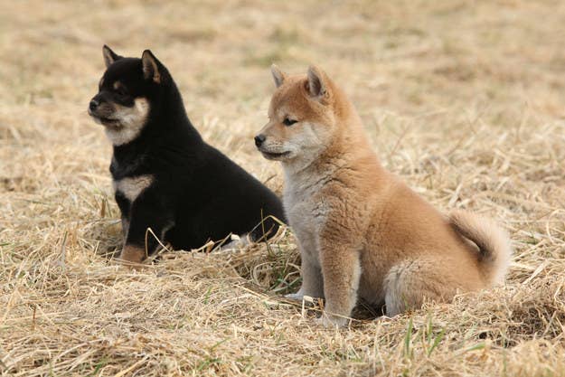 犬好きしか解けない 子犬の犬種当てクイズ 犬好きしか解けない 子犬の犬種当てクイズ