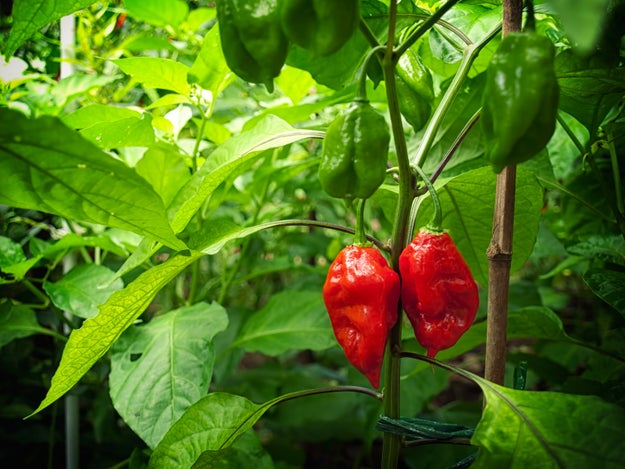 If you're a spicy food enthusiast, you've probably heard about ghost peppers.