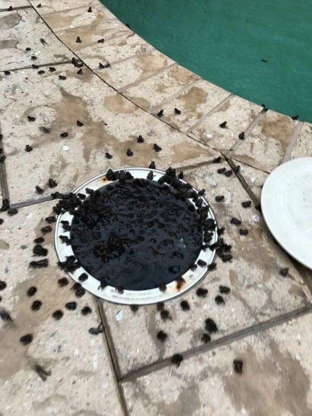 This massive gathering of the frogs: