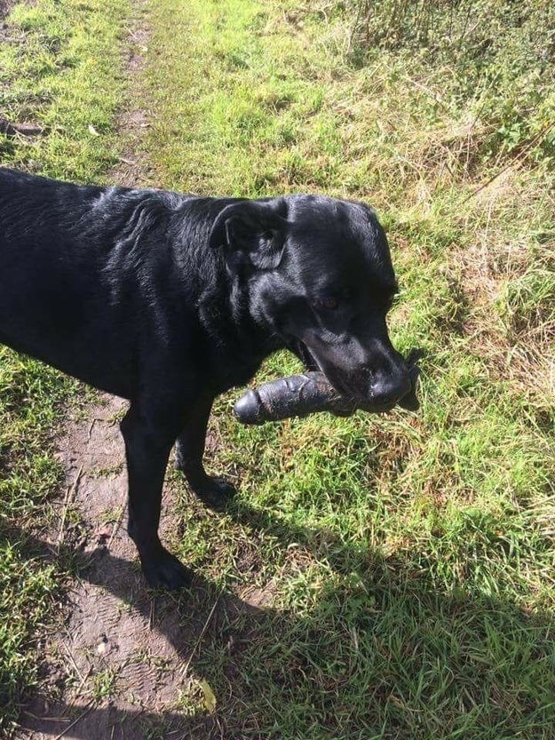 This unconventional bone: