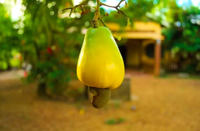 It's composed of two parts: the cashew apple (the fruity, colorful part) and the cashew nut (still encased in the shell). To harvest it, you first remove the nut from the fruit. After you dry, steam, and hand-crack them, you remove the actual cashew from its casing. Learn more: The Way Cashews Grow Is Mildly Shocking If You've Never Seen It Before