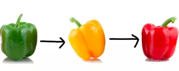 Green peppers actually ripen into yellow and orange peppers, which then eventually turn into red peppers. (Some peppers just ripen to yellow or orange, but still, they start out green.)Learn more: I Just Learned The Truth About Bell Peppers And WHAT THE HELL?