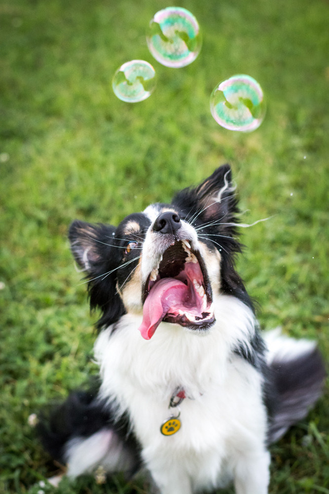 19 Border Collies Who Failed So Hard It's Kind Of Adorable, Really