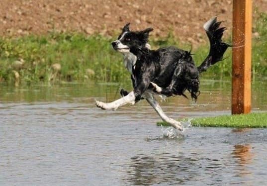 19 Border Collies Who Failed So Hard It S Kind Of Adorable Really Her name is peanut ❤️. 19 border collies who failed so hard it