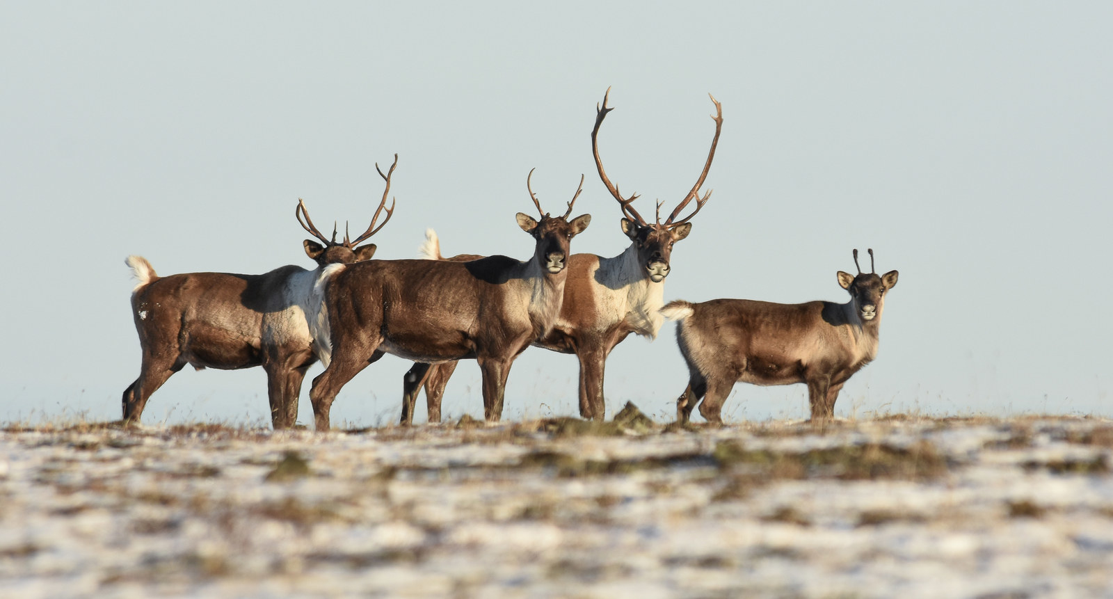 Do female reindeer store have antlers