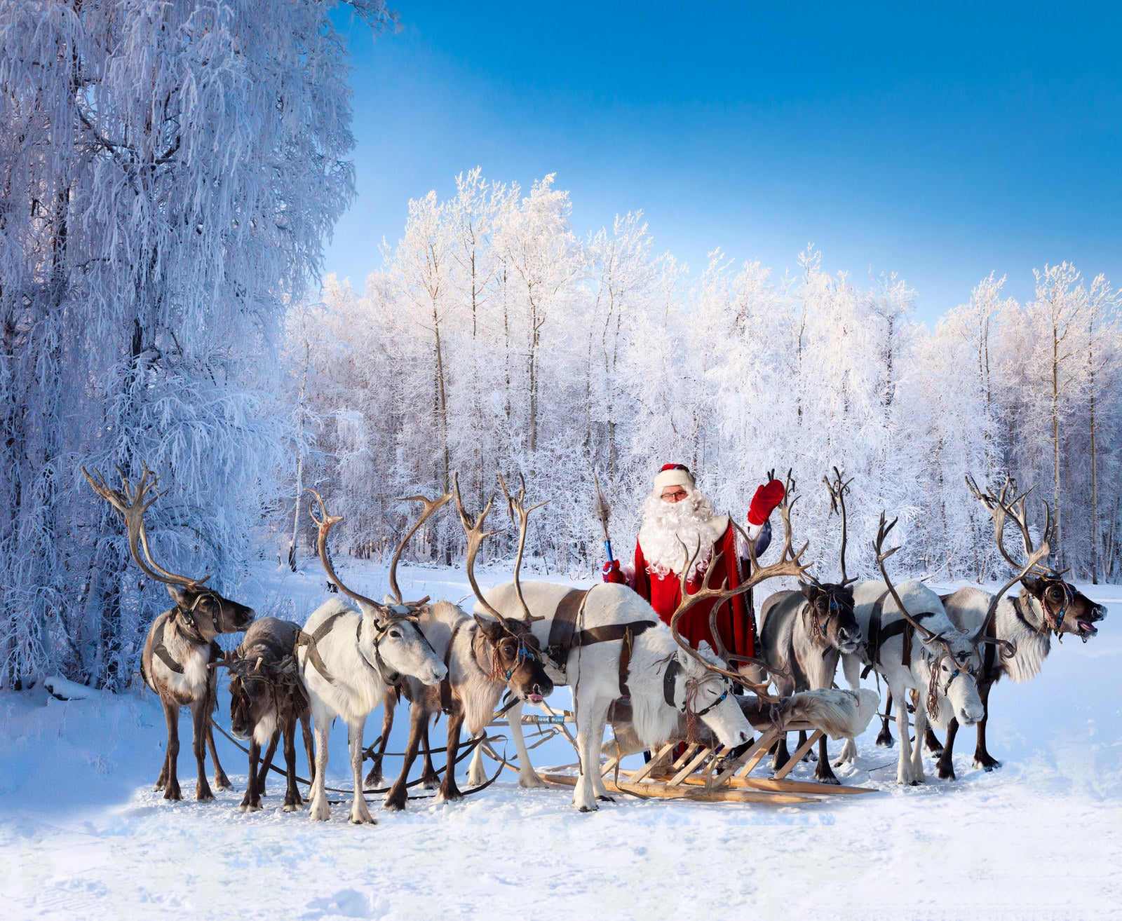 Santa s Reindeer Are Actually Female And Duh Of Course