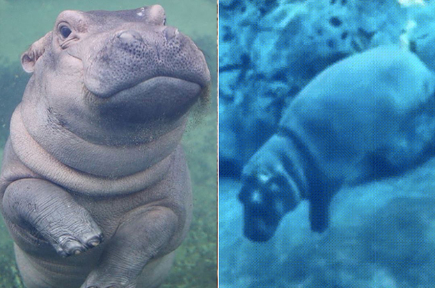 赤ちゃんは何をしてもかわいい かばが水中でオナラするとこんな感じ