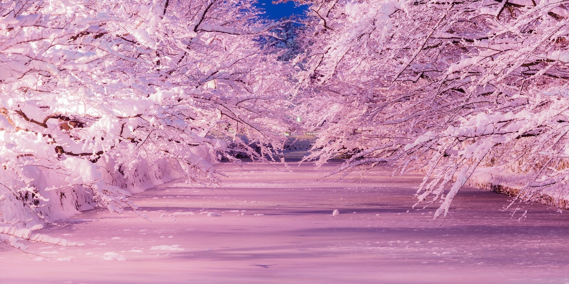 真冬に桜満開 なぜ 美しすぎる 冬のさくら に息を呑む