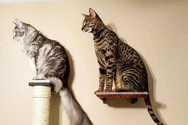 17 Heroic Cat Stories