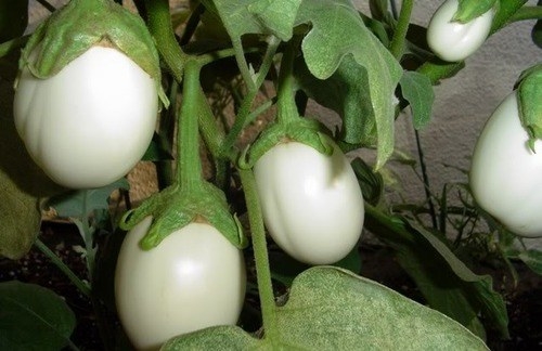 Did you know there's such thing as a white eggplant...and it looks JUST LIKE EGGS?