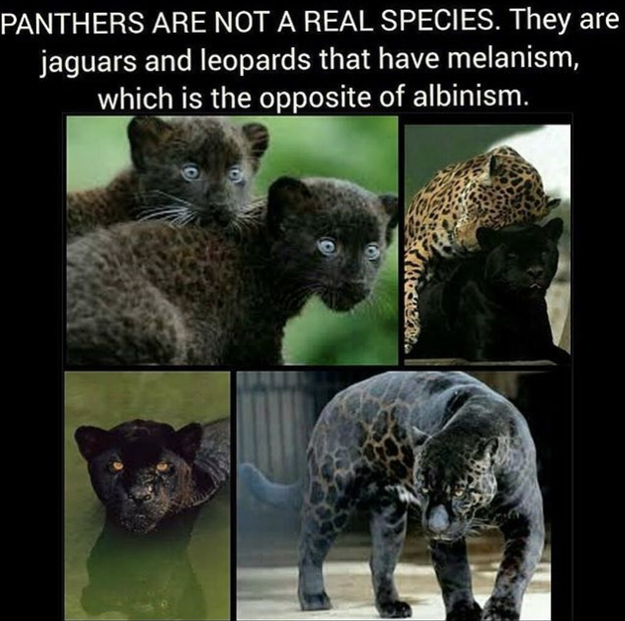 Did you know black panthers are not their own species of cat?