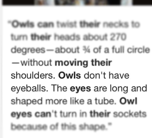 Did you know that owls don't have eyeballs, but more like eye "tubes"?