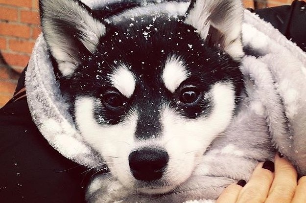 Cute Cute