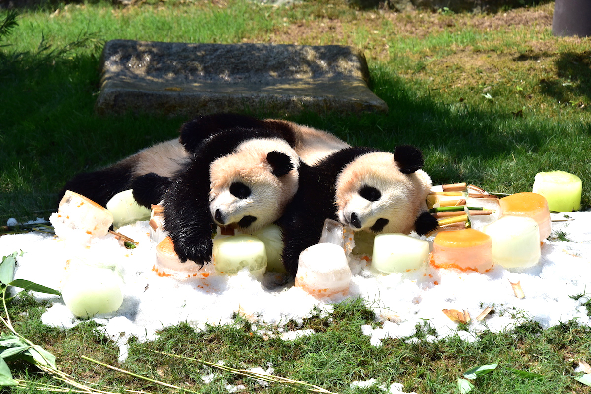 双子パンダのあまりのかわいさに悶えてください