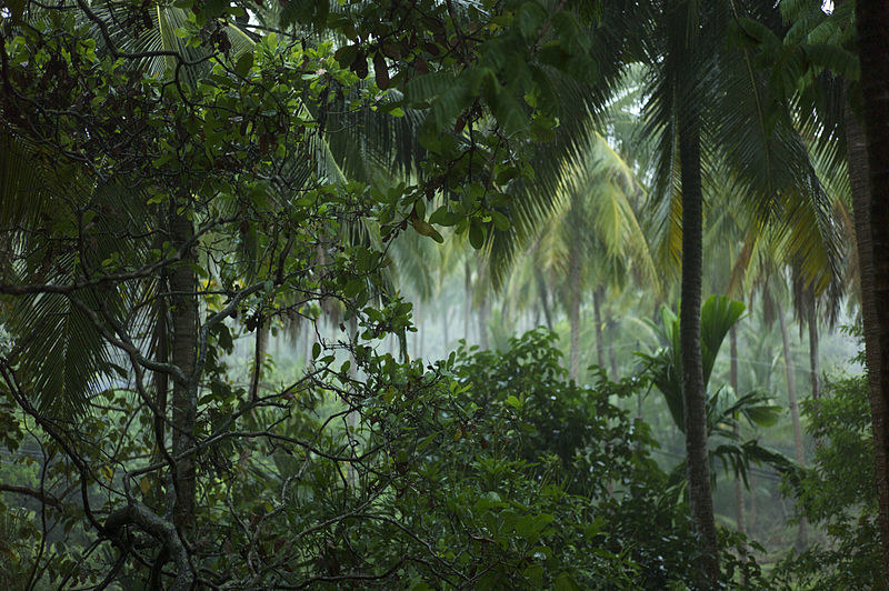 Experience the jungle canopy using a zip line. Tree canopy adventures start by walking on a series of suspended logs then graduating on to suspended car tires and ending with zipping through the canopy to the start
