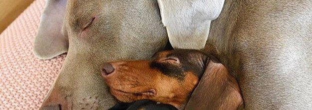 小型犬を抱き枕にする大型犬がかわいすぎるので見てほしい