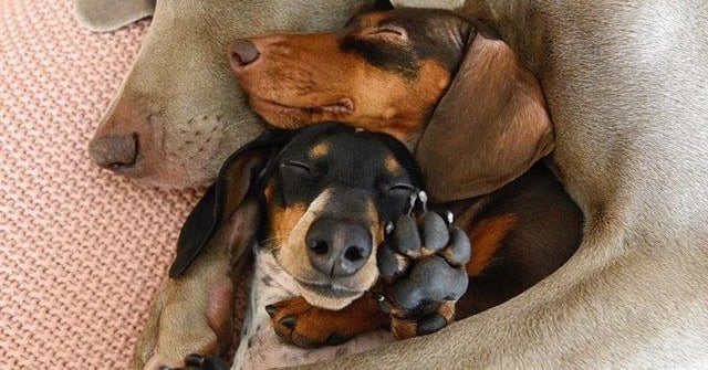 小型犬を抱き枕にする大型犬がかわいすぎるので見てほしい