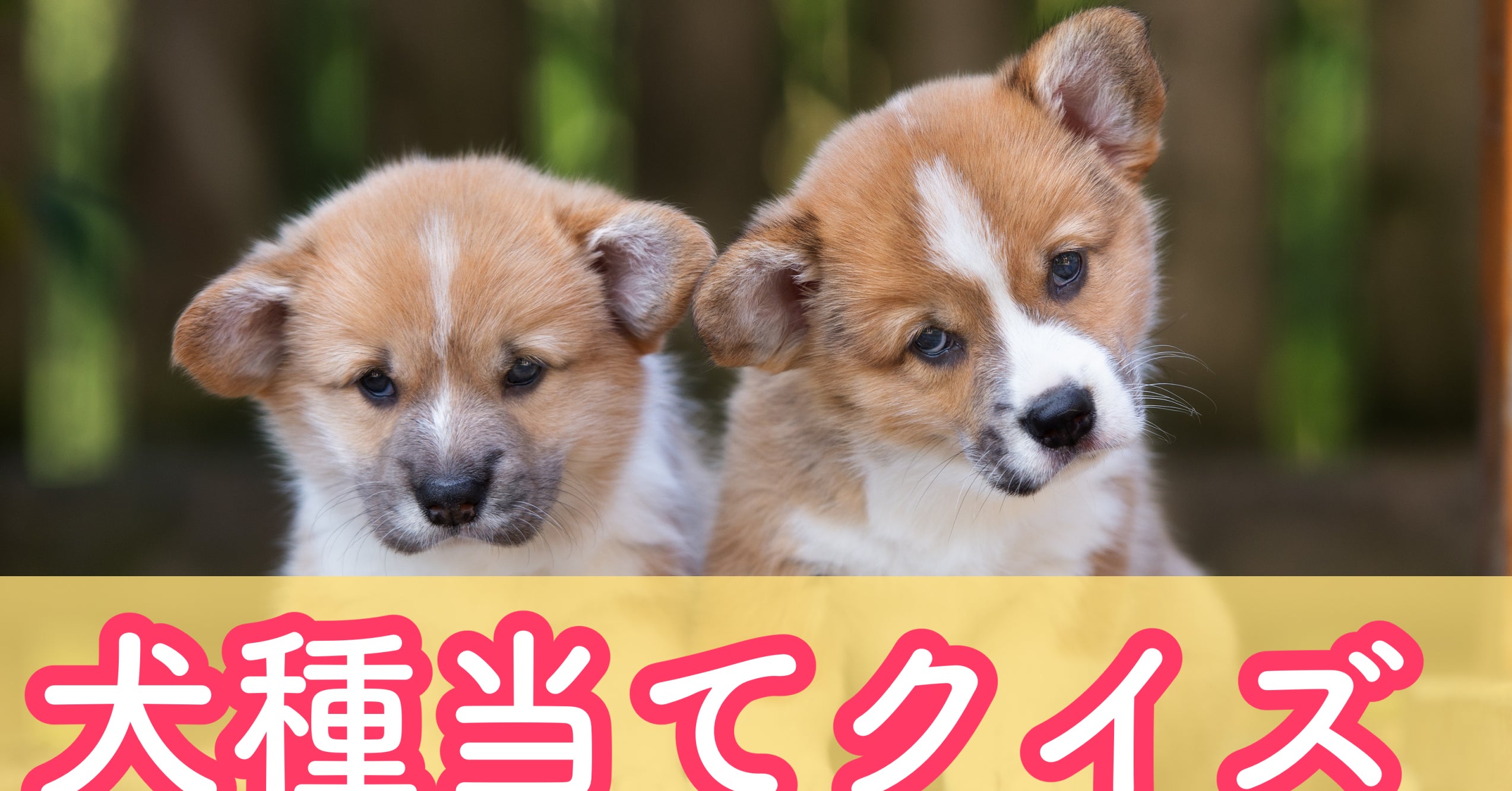 犬好きしか解けない 子犬の犬種当てクイズ