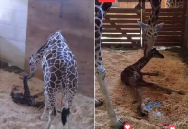 April the Giraffe